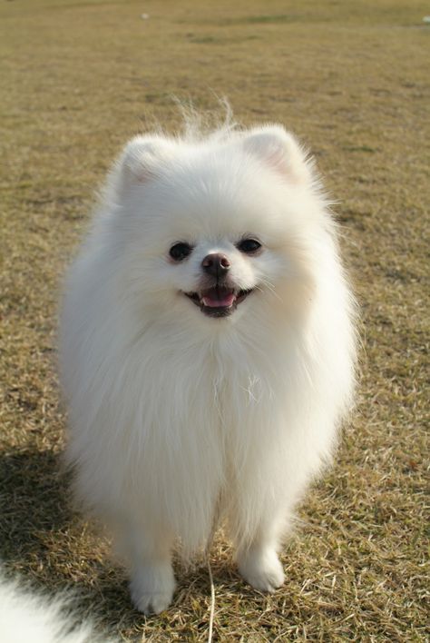 Pomeranian smiling